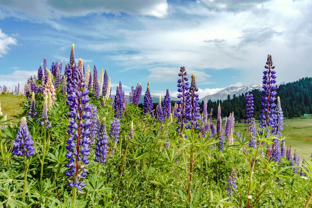 gulmarg is famous for